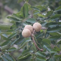 Khaya senegalensis (Desv.) A.Juss.